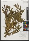 Foto von Salix triandra subsp. triandra L.